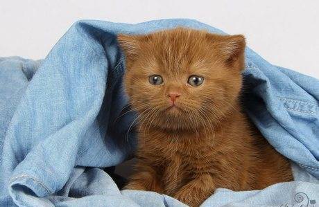 Фото Британские котята модного окраса циннамон