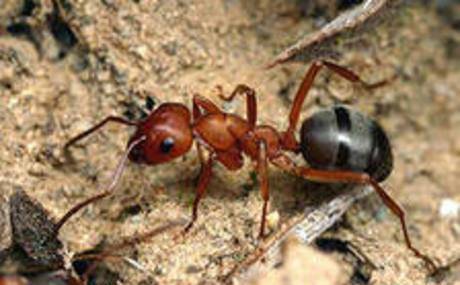 Фото Уничтожение, средство, обработка, избавиться от муравьев.