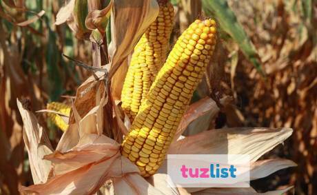 Фото Семена гибридов кукурузы Краснодарской селекции