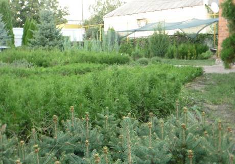 Фото Саженцы, сеянцы хвойных на доращивание