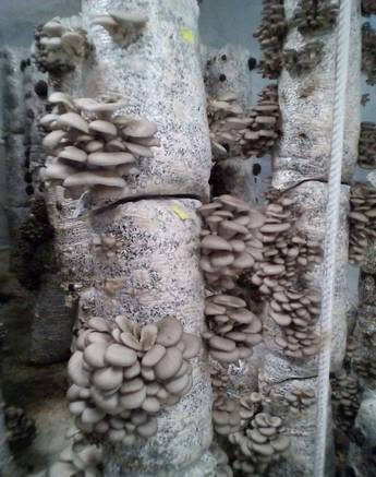 Фото Пакеты (мешки) для грибов