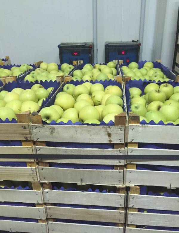 Фото Сербские яблоки крупным оптом по конкурентным ценам !