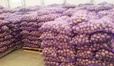 Фото Крупный картофель оптом от производителя от 7 руб/т