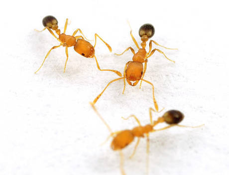 Фото Обработка от муравьев в квартире Новосибирск.