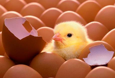 Фото Инкубационное яйцо кур-несушек породы "Родонит-3"