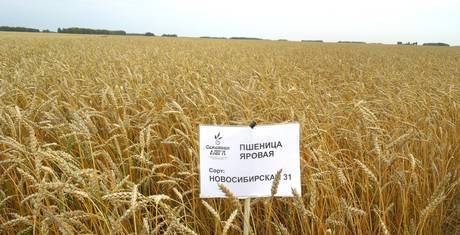 Фото Пшеница яровая сорт «Новосибирская 31»