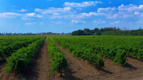 Фото Продам виноградники 56 Га в Темрюкском районе.