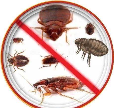 Фото Дезинсекция уничтожение тараканов клопов комаров блох