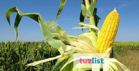 Фото Семена гибридов кукурузы