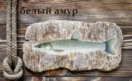 Фото Живая рыба Белый амур