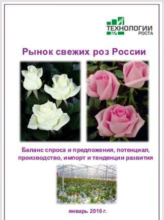 Фото Рынок свежих роз России – 2016. Баланс спроса и предложения,