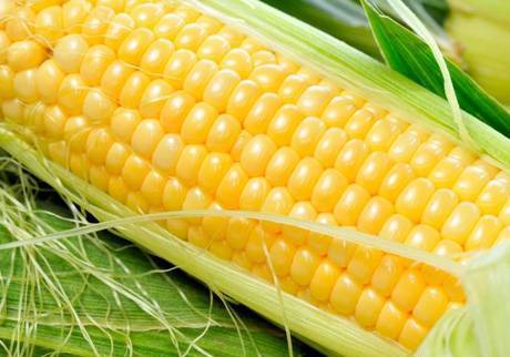 Фото Гибриды семена кукурузы Монсанто (Monsanto)