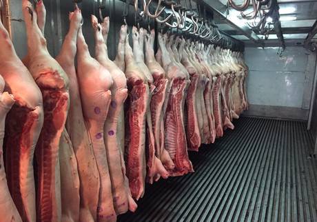 Фото Мясо свинина опт в полутушах 1 категории охлажденное/заморож