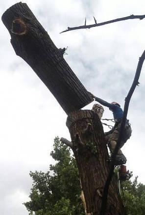 Фото Спилить дерево в Краснодаре и Краснодарском крае