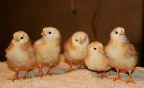 Фото Полнорационный корм Для цыплят от 1 до 4 дней