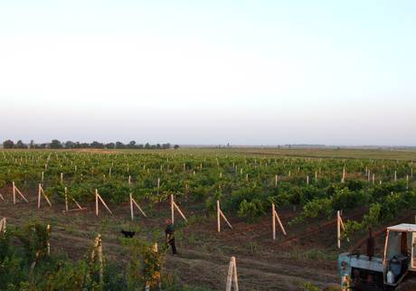 Фото Хозяйство по выращиванию винограда и зерновых 156 га
