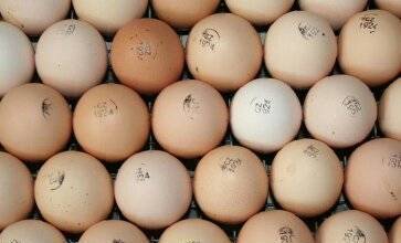 Фото Инкубационное яйцо Кобб 500 Чехия