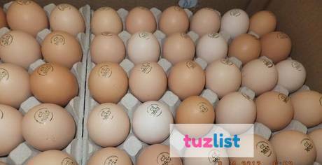 Фото Яйца инкубационные качественные пропечатанные - птицы