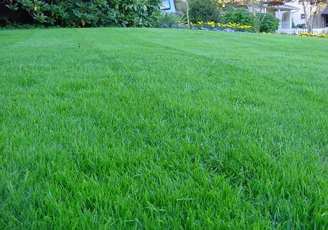 Фото Овсяница красная (луговая) газонная трава