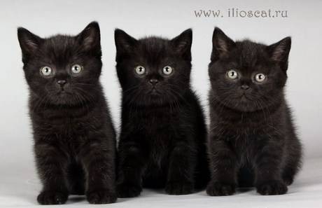 Фото Черные британские котята из Style of Provence
