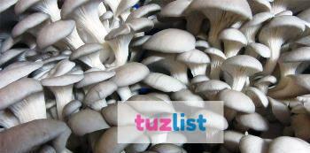 Фото Почтовый мицелий для выращивания грибов вешенки