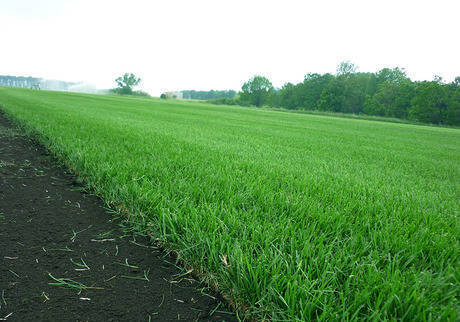 Фото Рулонный газон "Элитный". Готовый, натуральный, живой.