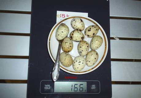 Фото Инкубационное яйцо перепелов Танюшкин бройлерный фараон