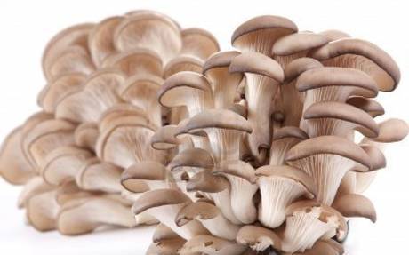 Фото Вешенка - свежие устричные грибы