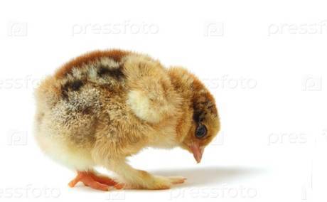 Фото Комбикорм для цыплят бройлер рост от 20дн от 1 кг