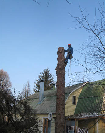 Фото Спилить,удалить дерево в Ивантеевке,Загорянском,Лесные полян