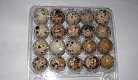 Фото Упаковка для перепелиных яиц прозрачная на (20) ячеек