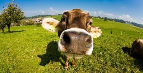 Фото Навоз коровий, перегной,удобрения
