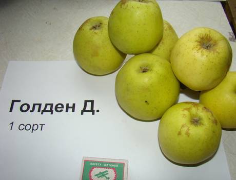 Фото Крымские яблоки оптом от производителя от 30 р/кг, Крым