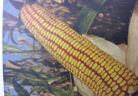 Фото Семена кукурузы