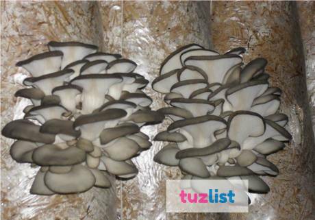 Фото Зерновой мицелий вешенки для выращивания грибов дома
