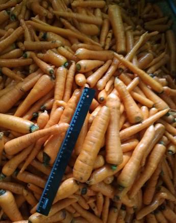 Фото Морковь мытая 2 сорта на переработку от 12.50