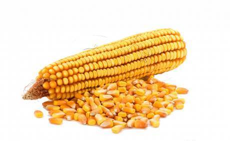 Фото Семена кукурузы