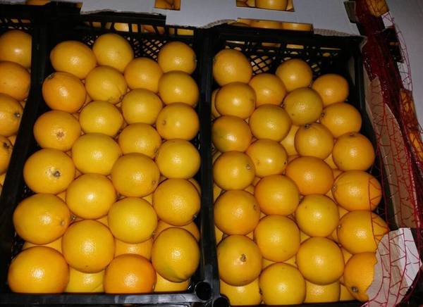 Фото Лимоны оптом со склада в Новороссийске.
