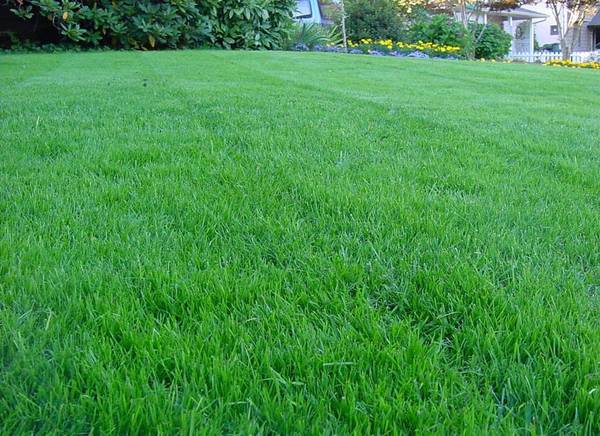 Фото Овсяница красная (луговая) газонная трава