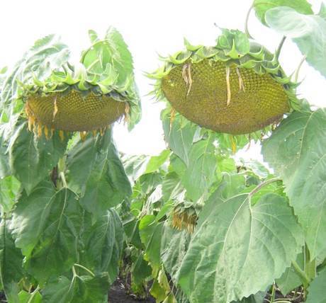 Фото Бузулук. Семена подсолнечника.