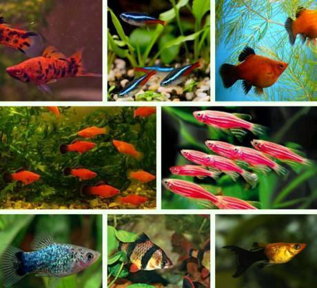 Фото Мирные рыбки для Вашего аквариума