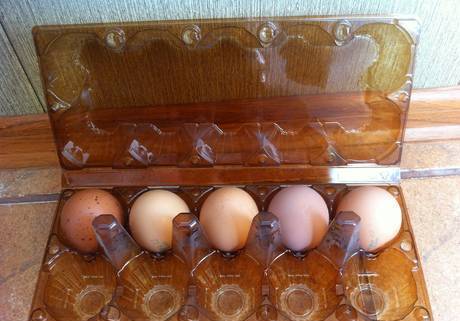 Фото Упаковка на 10 яиц коричневая пэт прозрачная