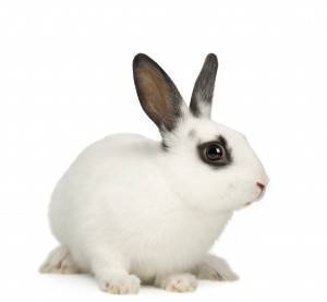 Фото Комбикорм для молодняка кроликов на основе травяной муки