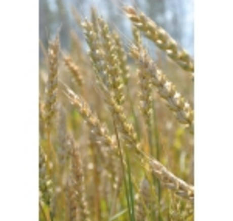 Фото Семена озимой пшеницы. Скипетр