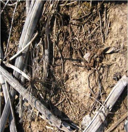 Фото Окос бурьяна, травы, выкос кустов, борщевика, сорняков