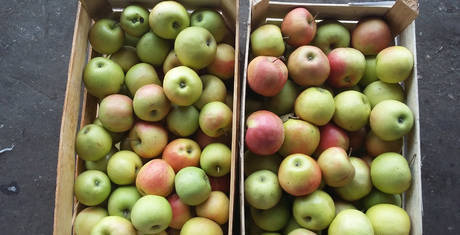 Фото Крупнейший производитель яблок в Самарской области "Сады При