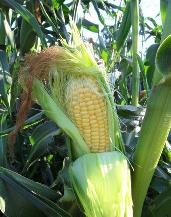 Фото Срочно продам кукуруза продовольственная и фуражная