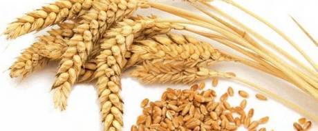 Фото Семена пшеницы яровой