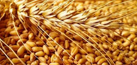 Фото Пшеница и зерновые