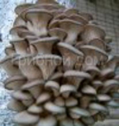 Фото Технология выращивания грибов вешенка, Обучение